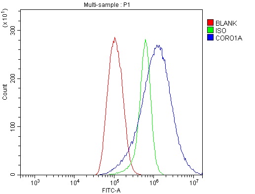 a04245 2 coro1a primary antibodies fcm testing 10