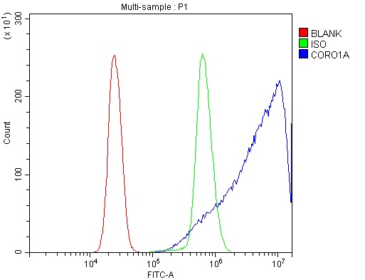 a04245 2 coro1a primary antibodies fcm testing 11