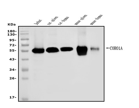 a04245 2 coro1a primary antibodies wb testing 1