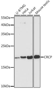 Western blot analysis of extracts of various cell lines, using CRCP antibody  at 1:3000 dilution