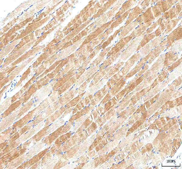 a04249 2 pi4kb primary antibodies ihc testing 2
