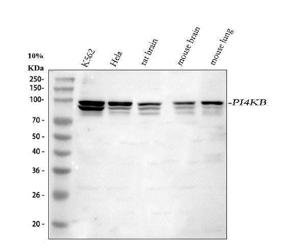 a04249 2 pi4kb primary antibodies wb testing 1