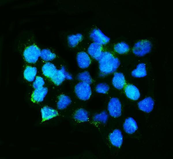 a04255 cabl2 primary antibodies if testing 7