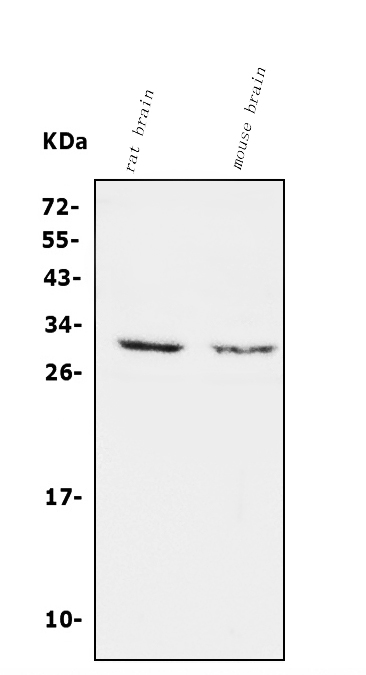 a04255 cabl2 primary antibodies wb testing 6