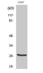 Western Blot analysis of various cells using Cleaved-Cathepsin Z (L62) Polyclonal Antibody