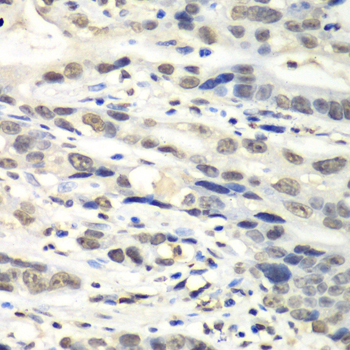 Immunoprecipitation analysis of 200ug extracts of 293T cells using 1ug MTH1 antibody 