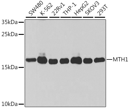 Western blot analysis of extracts of various cell lines, using MTH1 antibody  at 1:1000 dilution