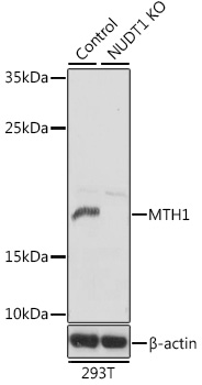 Western blot analysis of extracts from normal  and MTH1 knockout  293T cells, using MTH1 antibody  at 1:1000 dilution