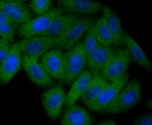ICC staining Staufen in HepG2 cells (green)