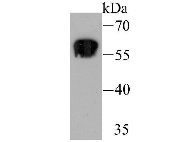 Western blot analysis of Staufen on K562 cell using anti-Staufen antibody at 1/1,000 dilution