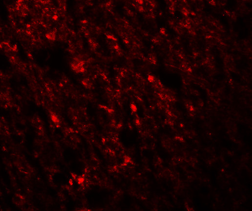 a04259 stau1 primary antibodies if testing 3