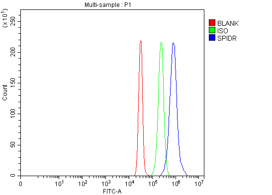  Flow Cytometry analysis of SiHa cells using anti-SPIDR antibody (A04260-1)