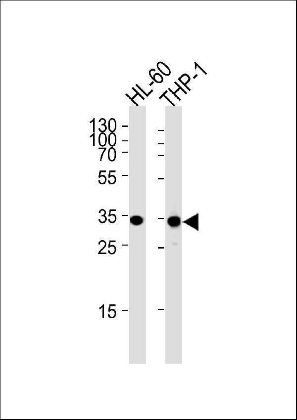 a04262 1 anti mdh1 antibody c term wb testing 1