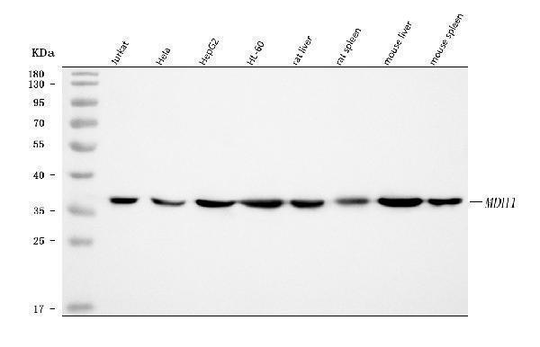 a04262 2 mdh1 primary antibodies wb testing 1