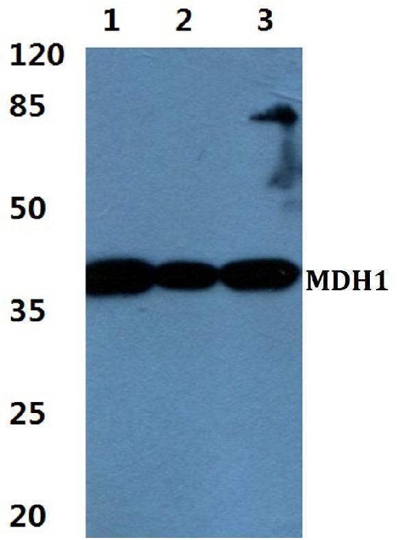 a04262 mdh1 primary antiboties wb testing 1