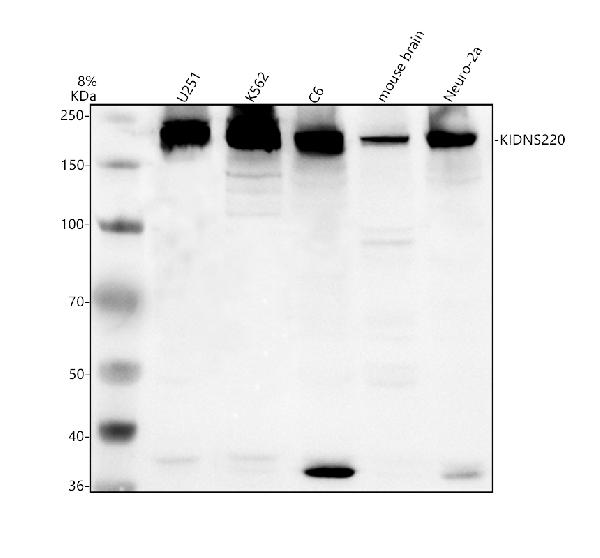 a04263 1 kidins220 primary antibodies wb testing 1
