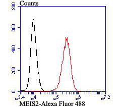 Flow cytometric analysis of K562 cells with MEIS2 antibody at 1/100 dilution (red) compared with an unlabelled control (cells without incubation with primary antibody; black)