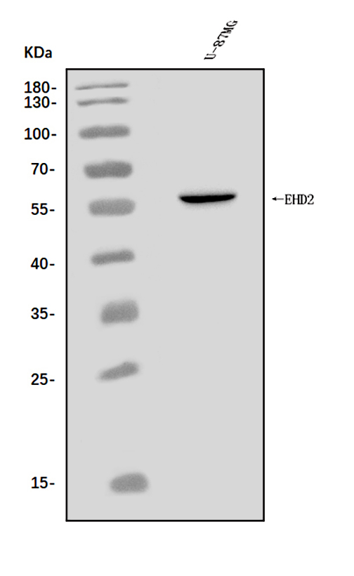 a04265 2 ehd2 primary antibodies wb testing 1