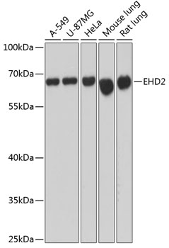 a04265 ehd2 primary antiboties wb testing 1