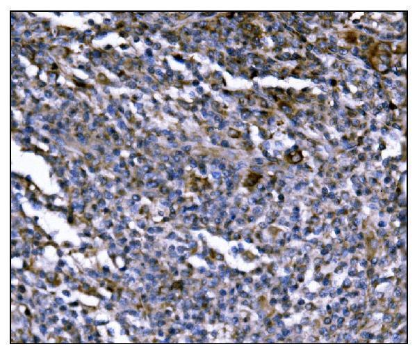 a04269 1 erap2 primary antibodies ihc testing 3