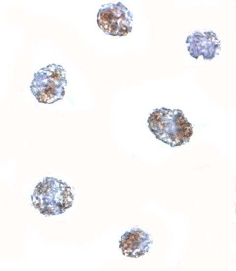 Immunocytochemistry of MATN3 in 3T3 cells with MATN3 antibody at 5 μg/mL