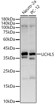 Western blot analysis of various lysates, using UCHL5 antibody  at  1:433 dilution