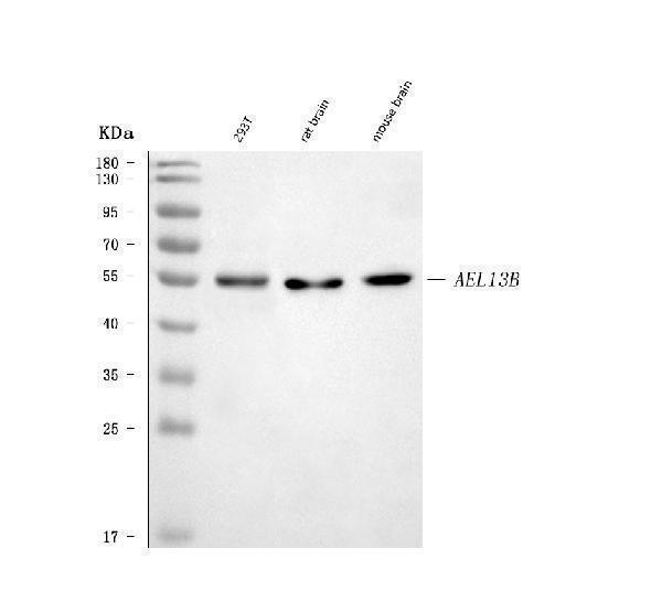  Western blot analysis of ARL13B using anti-ARL13B antibody (A04279-1)
