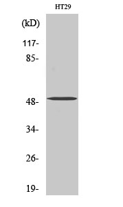 Western Blot analysis of various cells using SMYD2 Polyclonal Antibody diluted at 1:2000