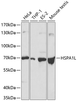 Western blot analysis of extracts of various cell lines, using HSPA1L antibody  at 1:500 dilution