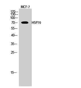 a04286 2 hspa1l primary antibodies wb testing 2