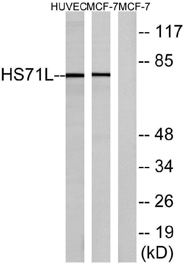 a04286 2 hspa1l primary antibodies wb testing 3