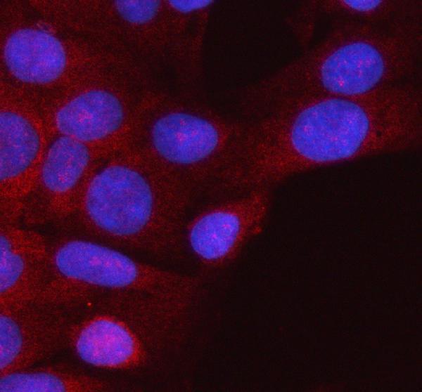 a04286 3 hspa1l primary antibodies if testing 6
