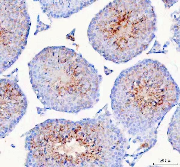 a04286 3 hspa1l primary antibodies ihc testing 4