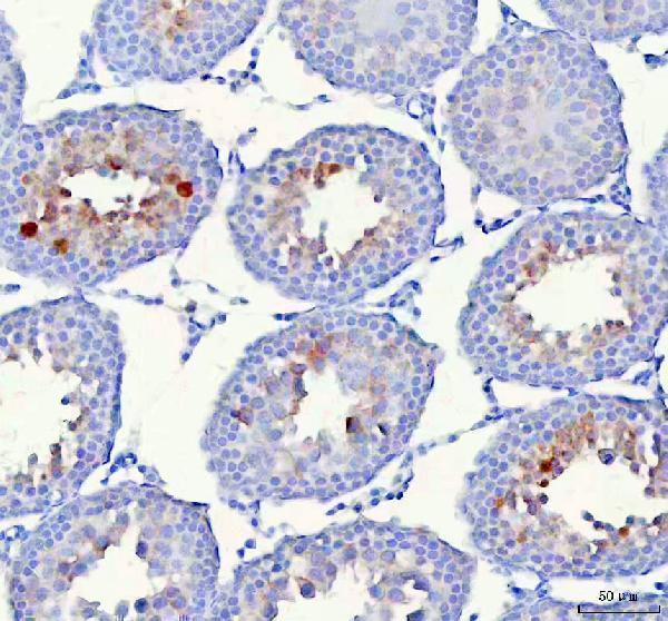a04286 3 hspa1l primary antibodies ihc testing 5