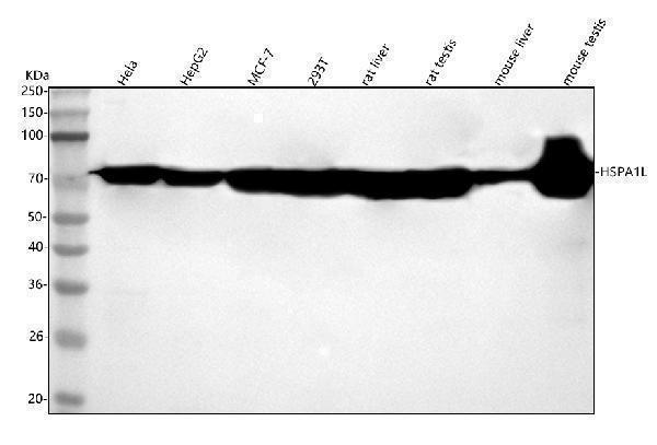  Western blot analysis of HSPA1L using anti-HSPA1L antibody (A04286-3)
