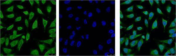 a04286 hspa1l primary antibodies if testing 1