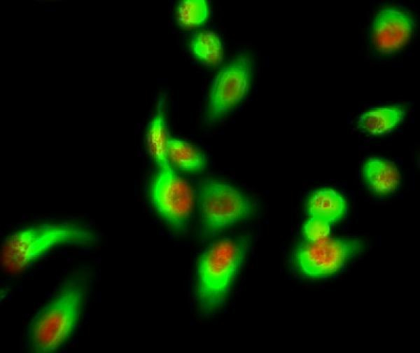 a04286 hspa1l primary antibodies if testing 6