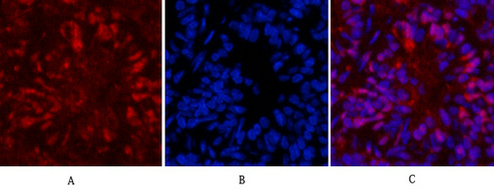 a04286 hspa1l primary antibodies if testing 7