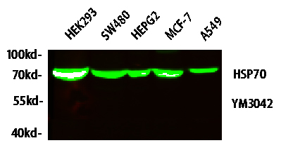 Western blot analysis of lysates from HT-29, NIH/3T3, and HepG2 cells, primary antibody was diluted at 1:1000, 4° over night, secondary antibody was diluted at 1:10000, 37° 1hour
