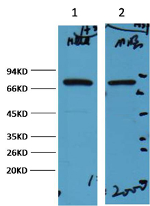 Western blot analysis of 1) Hela, 2) Mouse Brain, diluted at 1:2000