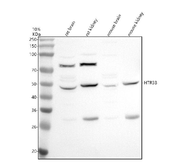 a04287 3 htr3b primary antibodies wb testing 1