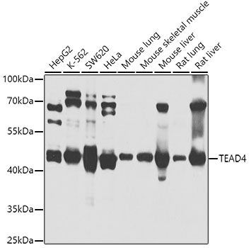 a04289 1 tead4 primary antiboties wb testing 1