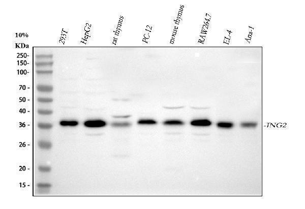  Western blot analysis of ING2 using anti-ING2 antibody (A04290-3)