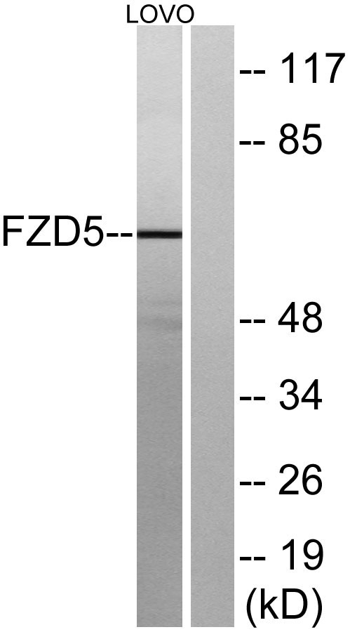 a04292 1 fzd5 primary antibodies wb testing 2