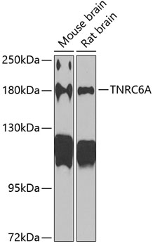 a04293 tnrc6a primary antiboties wb testing 1
