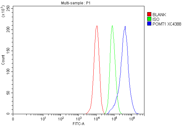  Flow Cytometry analysis of MCF-7 cells using anti-POMT1 antibody (A04295-1)