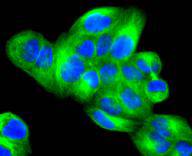 a04297 1 mapk10 primary antiboties icc testing 2