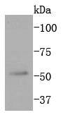 a04297 1 mapk10 primary antiboties wb testing 1