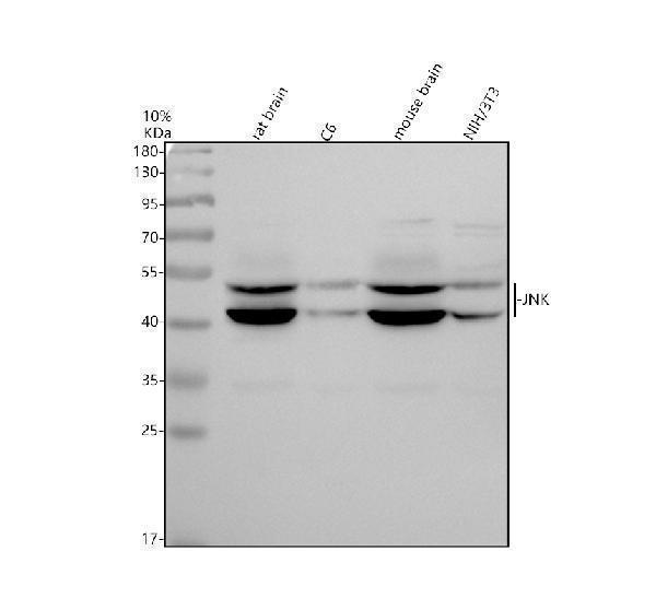 a04297 2 jnk primary antibodies wb testing 1
