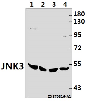 a04297 mapk10 primary antiboties wb testing 1